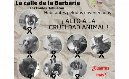 Maltrato animal indigna en Tehuacán: envenenan a 16 lomitos y michis