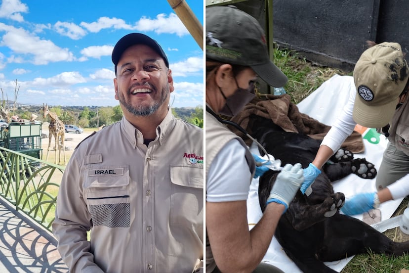 Trabajos en Puebla: Africam Safari tiene vacantes, piden secundaria mínimo