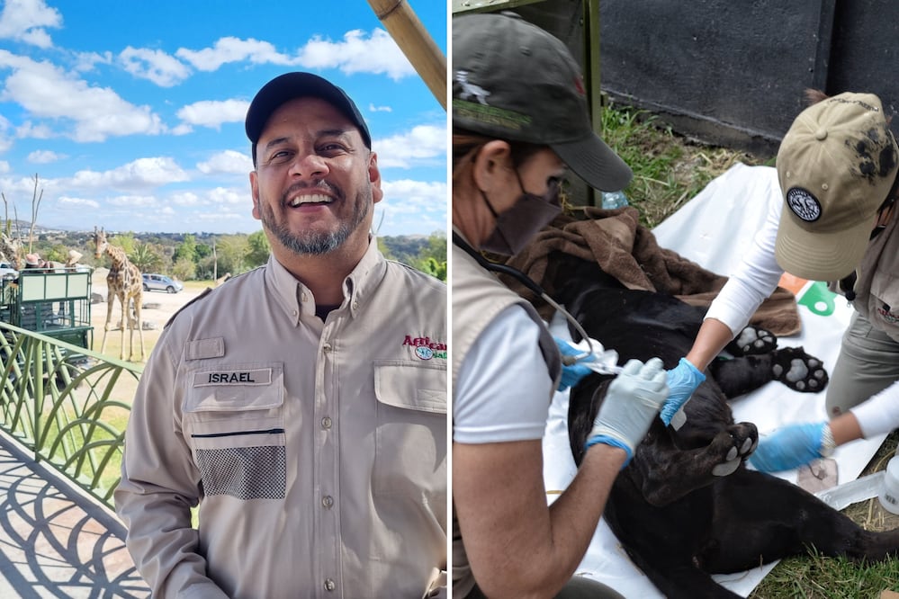 En Africam Safari hay vacantes de empleo | Foto: EsImagen
