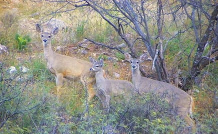 Flor del Bosque, un tesoro natural donde habitan venados cola blanca