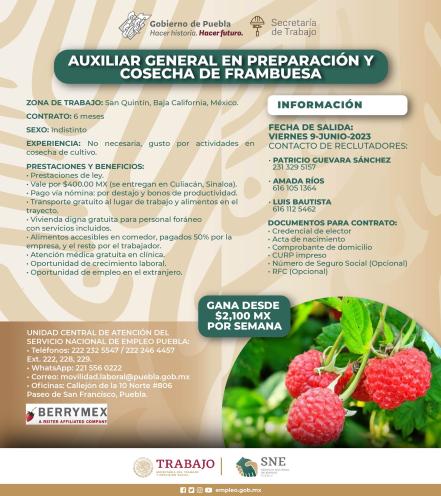 Bolsa de Trabajo en Puebla: vacantes para laborar como jornaleros en Estados Unidos  