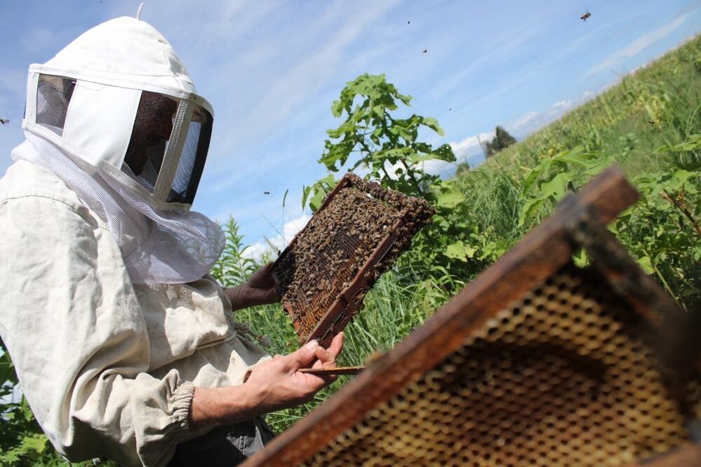 La producción de miel es una actividad primordial en la Sierra Norte y la Mixteca de Puebla | EsImagen