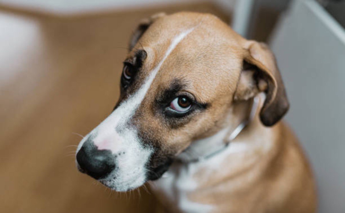 Otro caso de maltrato animal en Puebla: atacan a perrito con machete