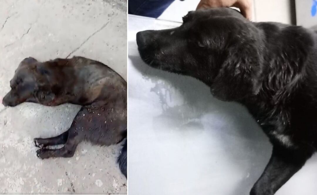 Un perrito que descansaba en la calle fue atropellado por un conductor de la Ruta 64C | Foto: URSVA SEDE CENTRAL