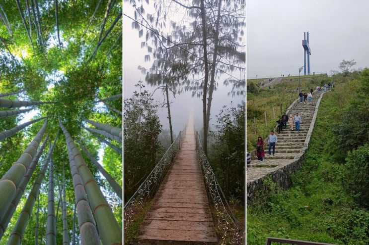 3 bosques bonitos y tranquilos en Puebla ideales para caminar sin estrés
