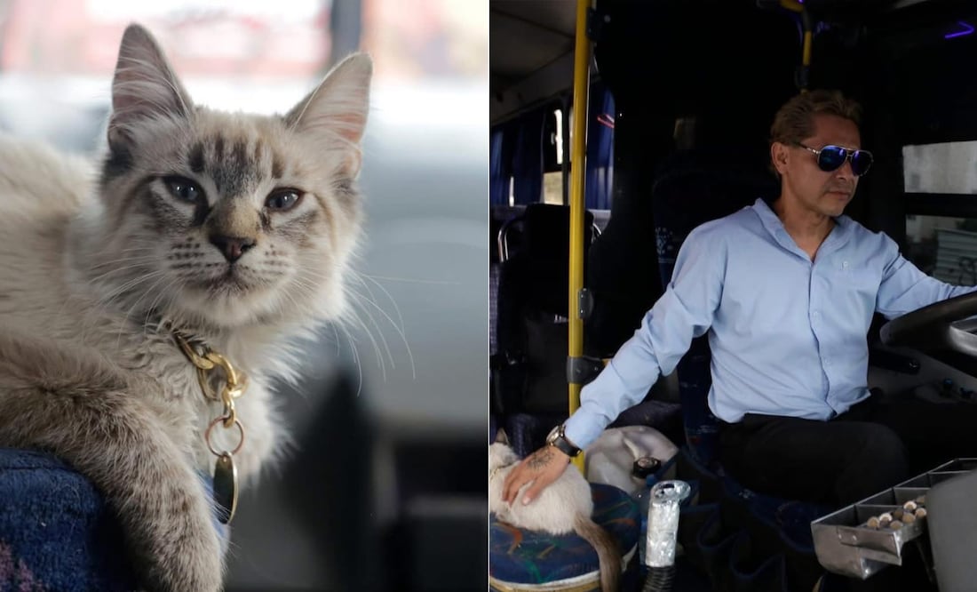 Tras su desaparición, Benjamín y su familia iniciaron la búsqueda del michi I Foto: RRSS