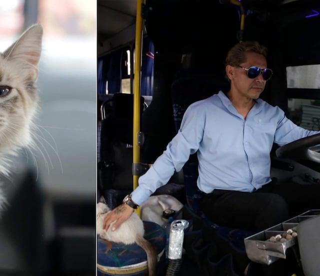 ¿Final feliz? Esto pasó con Zafiro, el gatito microbusero de la ruta de Los Morados