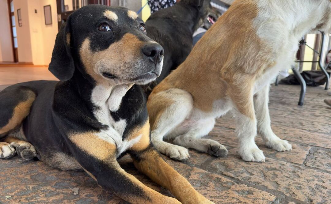 Estos tips servirán para que tu perrito no se enferme. | Foto: Agencia Es Imagen para El Universal Puebla