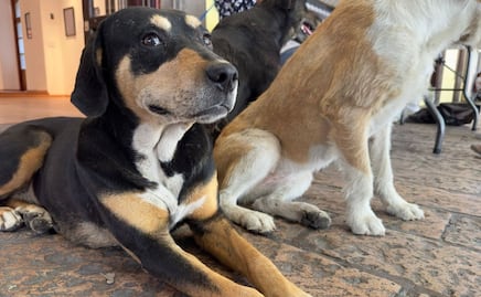 ¿Cómo cuidar a tu mascota de la ceniza volcánica?