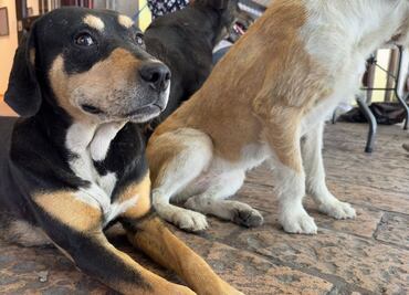 ¿Cómo cuidar a tu mascota de la ceniza volcánica?