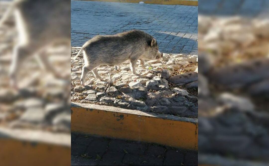 Este puerco vietnamita escapó de un zoológico en Tehuacán el 11 de diciembre del 2020 | Foto: El Mundo de Tehuacán