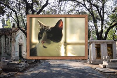 Lanzan concurso de fotos de gatos del panteón en Puebla