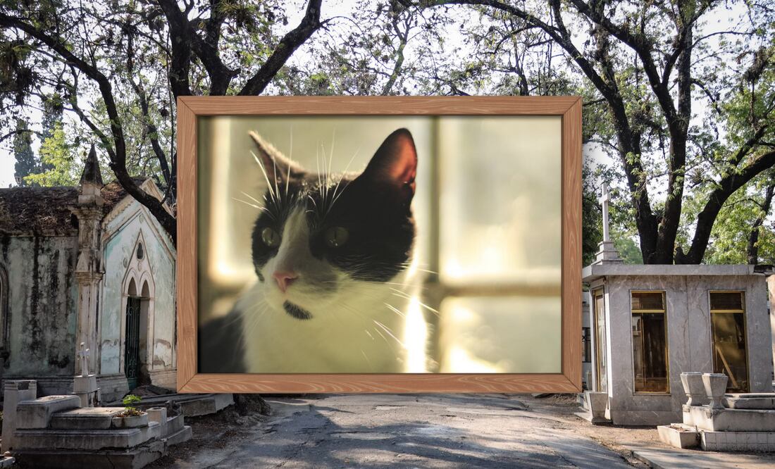 Habrá concurso en Puebla de gatitos panteoneros | Foto: EsImagen / Canva