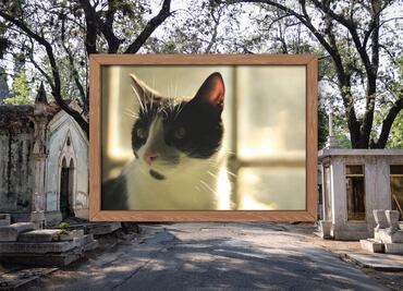 Lanzan concurso de fotos de gatos del panteón en Puebla