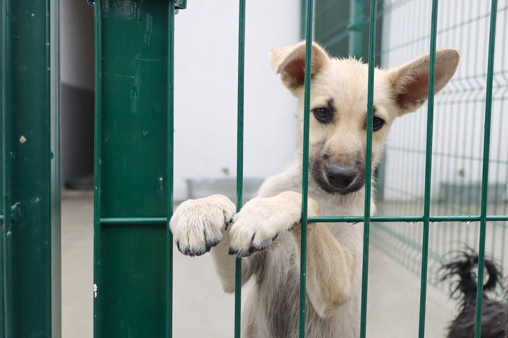 En la Estancia de Bienestar Animal puedes adoptar una mascota | Foto: EsImagen
