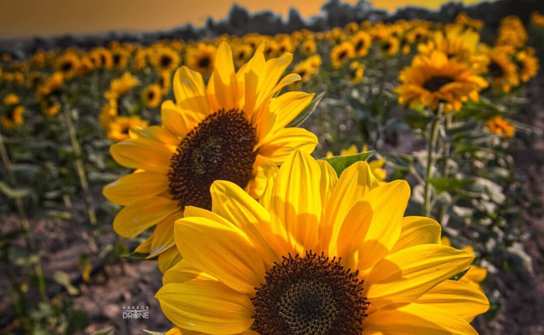 Este santuario de girasoles está muy cerquita de la ciudad de Puebla | Foto: Facebook Harbor Drone