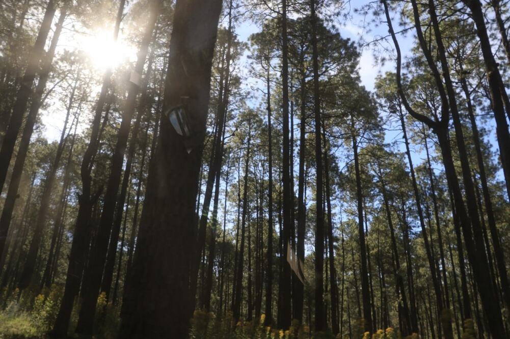 El Parque Nacional Carmen Serdán fue declarado como Área Nacional Protegida | Foto: Gobierno de Puebla