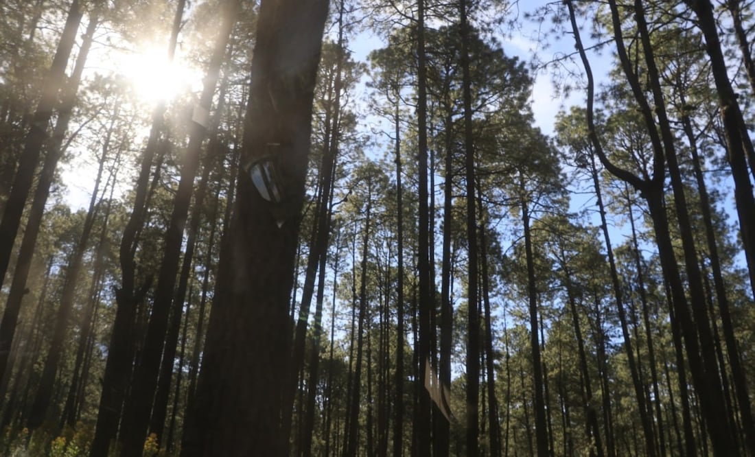 El Parque Nacional Carmen Serdán fue declarado como Área Nacional Protegida | Foto: Gobierno de Puebla