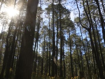 Así puedes llegar a la nueva área protegida de Puebla