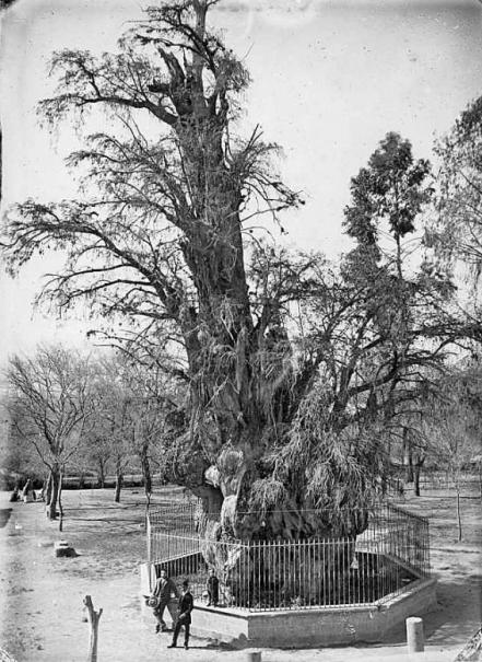 El Árbol de la Noche Triste: el ahuehuete que vendieron a extranjeros