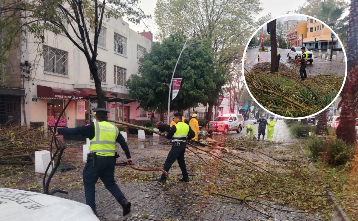 Tormenta en Puebla derriba árbol en avenida Juárez, no hay lesionados