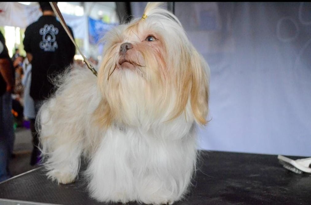 En caso de divorcio, ¿quién se queda con el perro? | Foto: EsImagen