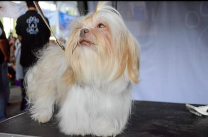 ¿Quién se queda con el perro? Esto propone la Ley Perrhijos en Puebla