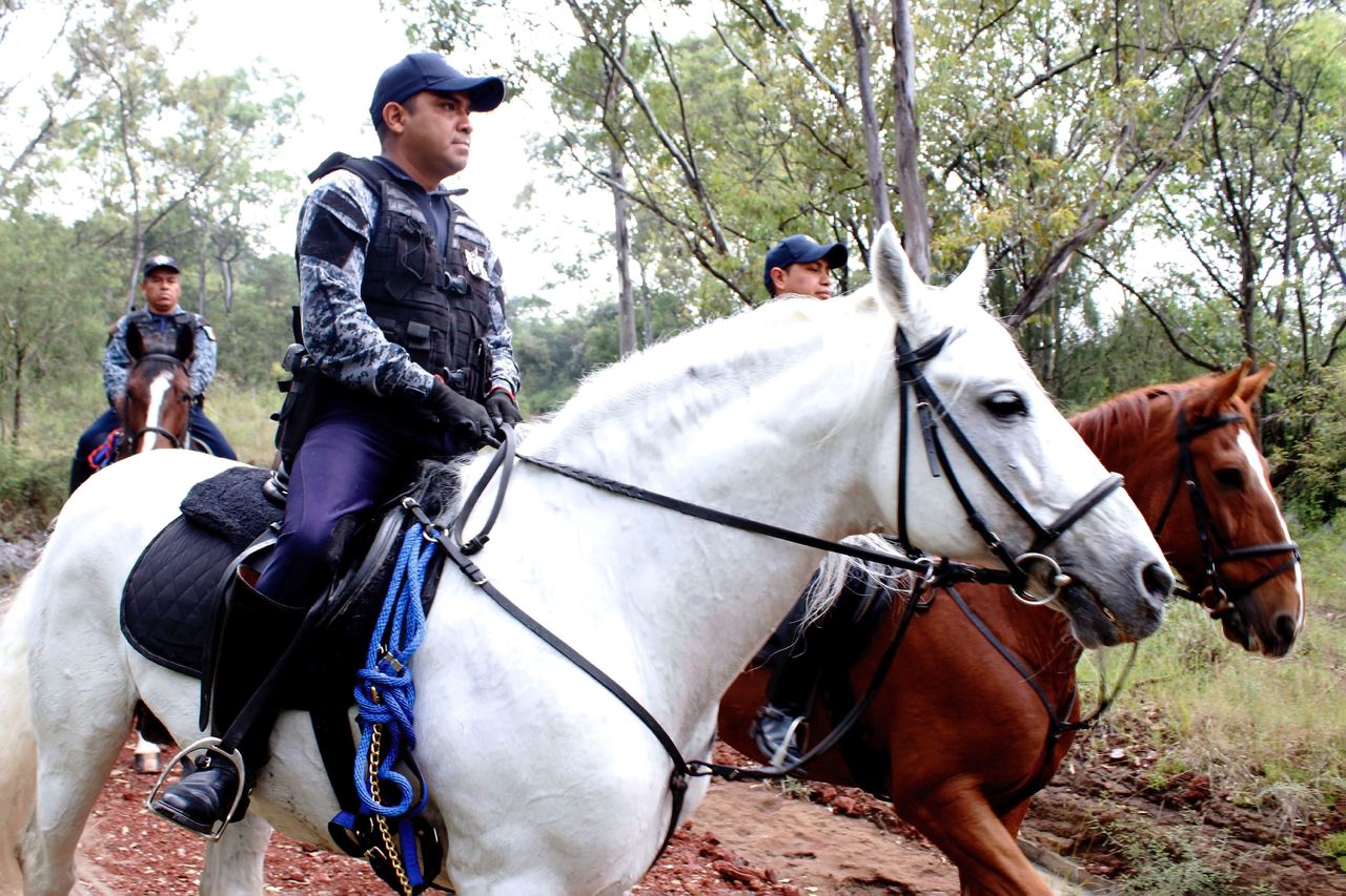 POLICÍA MONTADA EN FLOR DEL BOSQUE