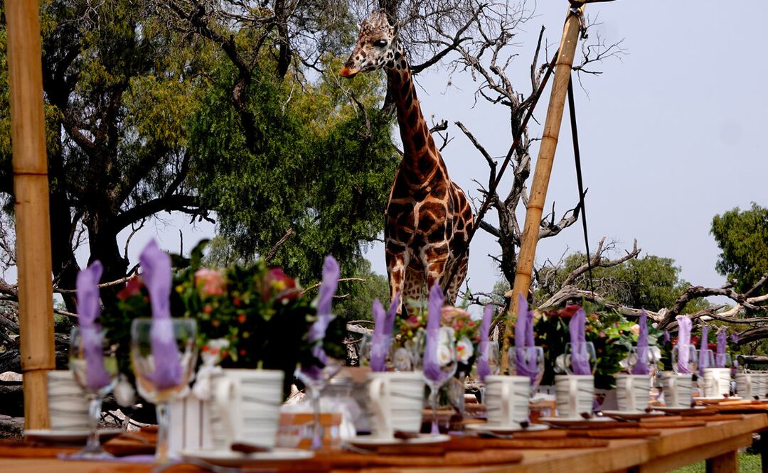 Desayuna rodeado de jirafas, a las que también puedes alimentar, cerca de la CDMX I Foto: Reino Animal