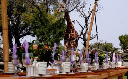 Desayuna con jirafas en este lugar muy cerca de la CDMX