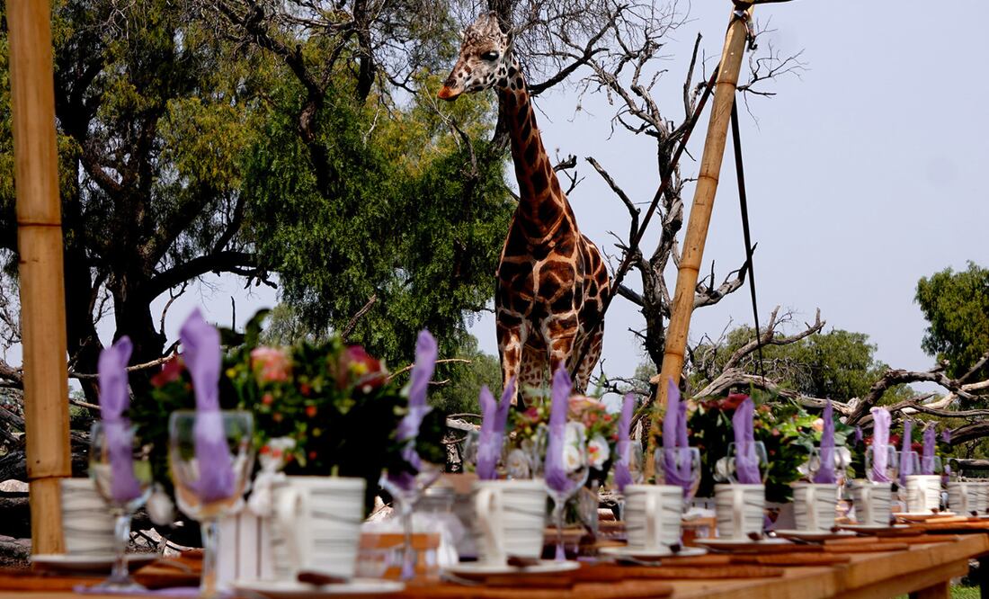 Desayuna rodeado de jirafas, a las que también puedes alimentar, cerca de la CDMX I Foto: Reino Animal