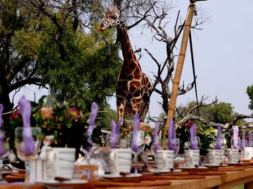 Desayuna con jirafas en este lugar muy cerca de la CDMX