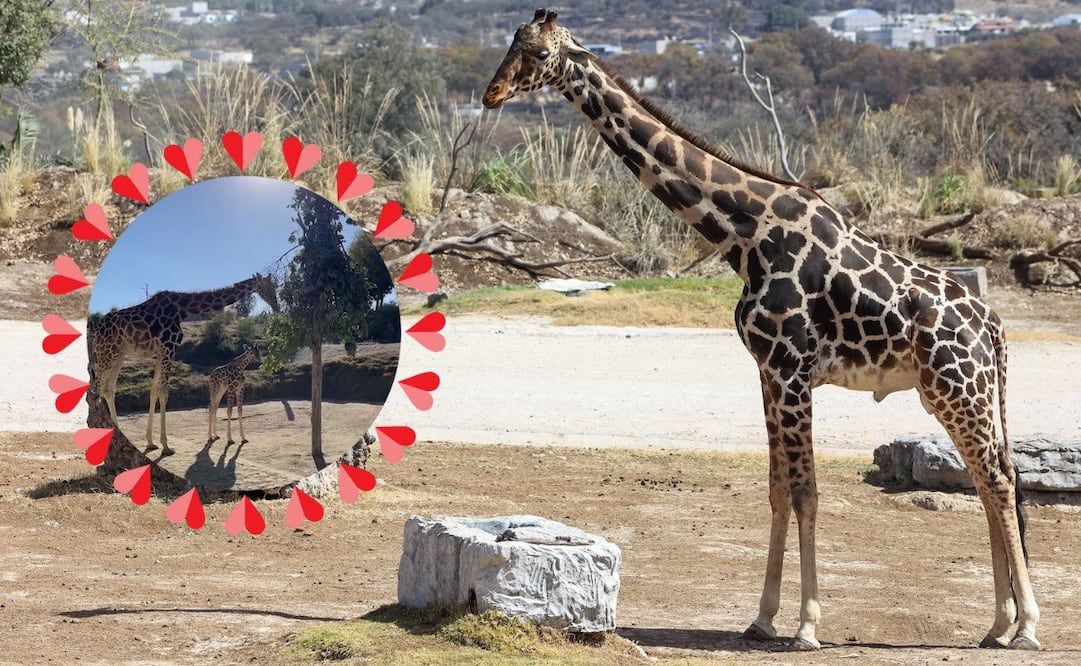 Este año augura sorpresas / FOTO: Facebook de Africam Safari y EsImagen