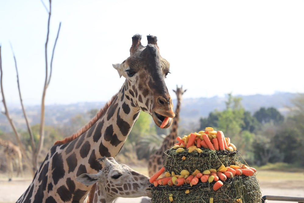 Puedes probar la concha inspirada en la jirafa Benito por solo 20 pesos | Foto: Agencia Es Imagen para El Universal Puebla