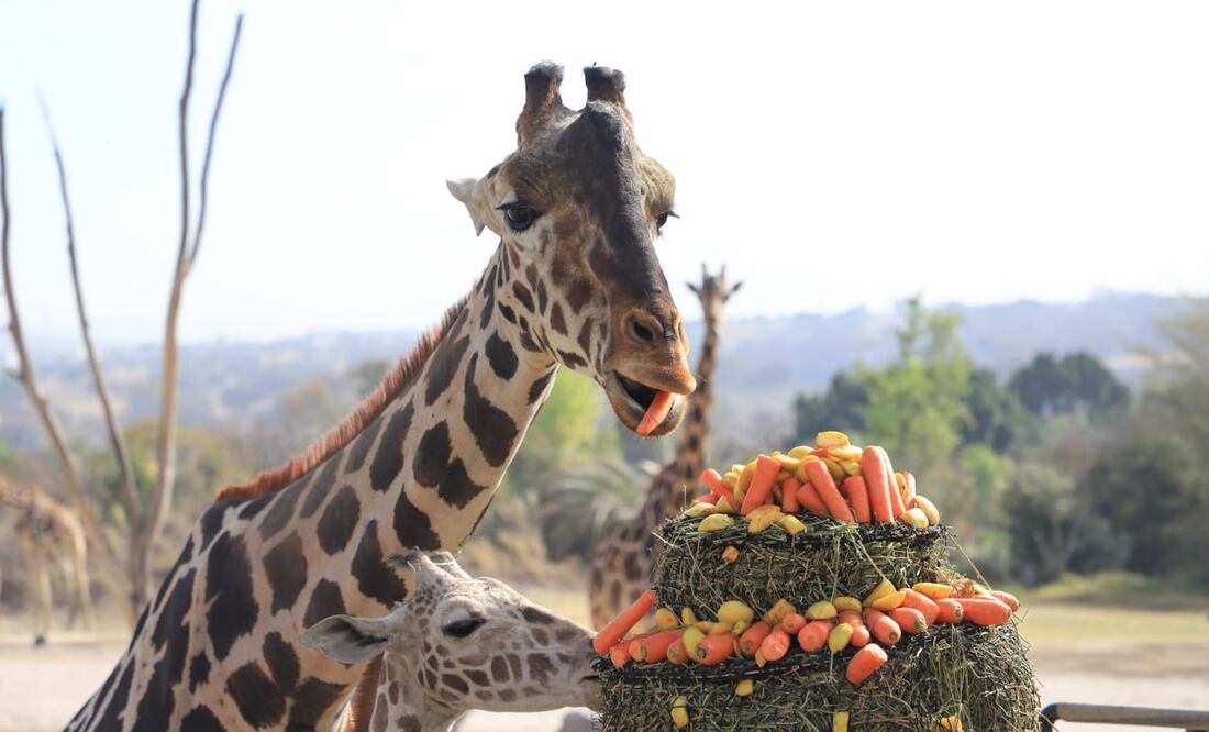 Puedes probar la concha inspirada en la jirafa Benito por solo 20 pesos | Foto: Agencia Es Imagen para El Universal Puebla