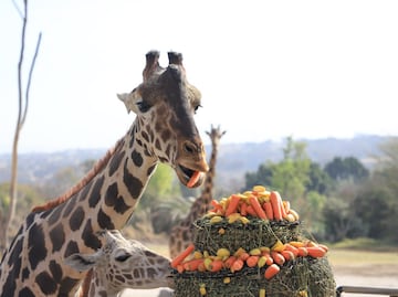 ¿A qué sabe y dónde comprar la concha de Benito?