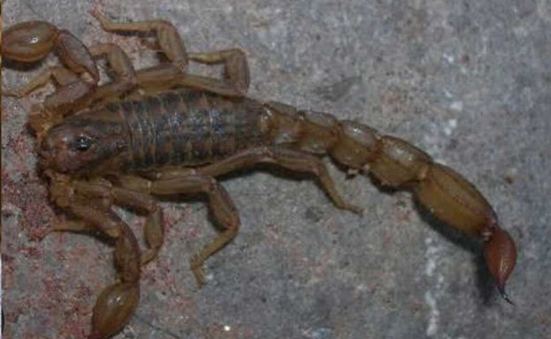 En México han aumentado las picaduras de alacrán | Foto Instituto de Biología de la UNAM