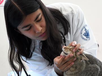 Hospital Veterinario para Pequeñas Especies de la BUAP egresa excelentes especialistas