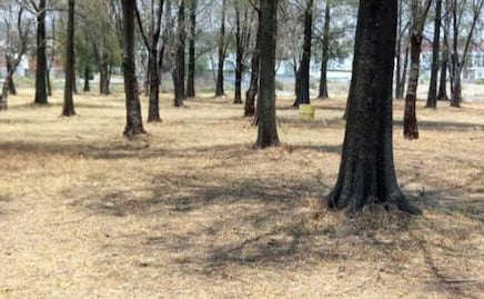 Agoniza el Parque Ecológico Tlapacoyan, expertos plantean su rescate