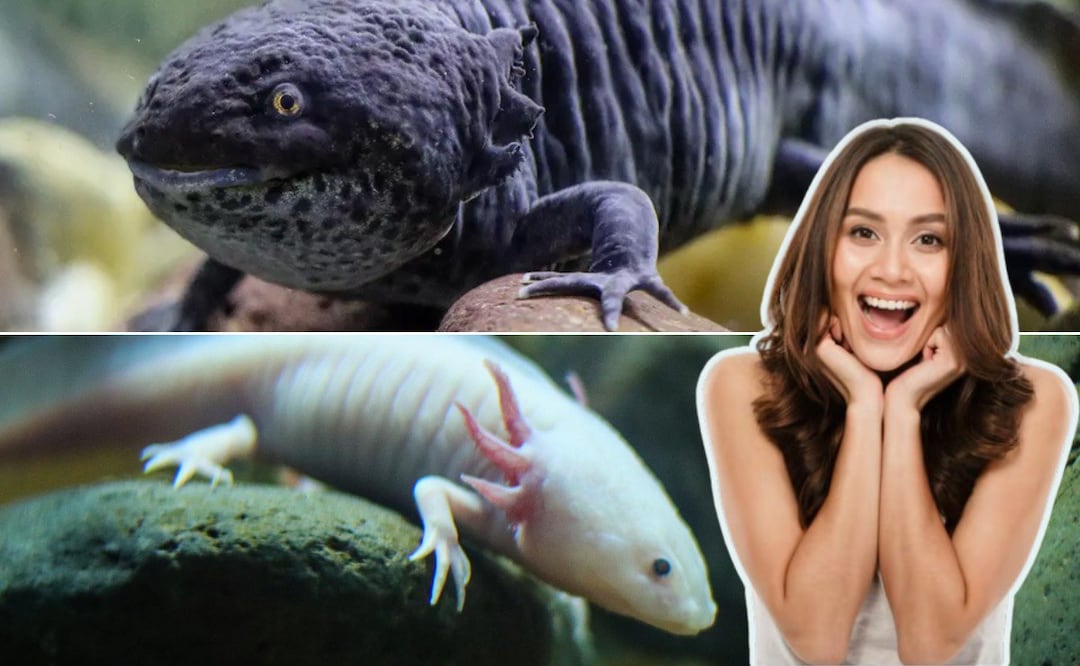 El Día Nacional del Ajolote se conmemora el 1 de febrero | Foto: EsImagen/Freepik