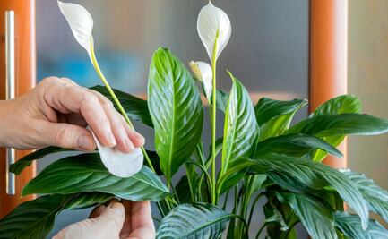 DIY: cómo preparar un abono casero infalible para hacer florecer la Cuna de Moisés