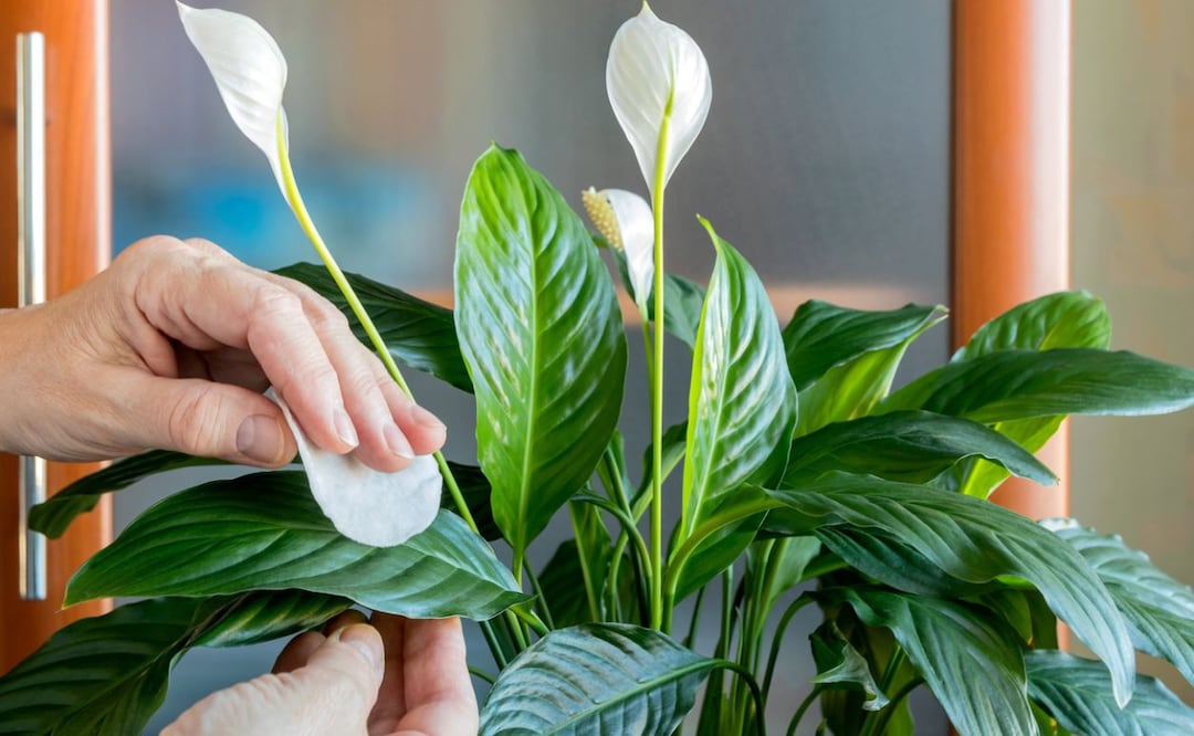 Haz que tu cuna de Moisés florezca con este abono casero. Fuente: Freepik.