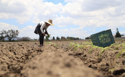 Bolsa de Trabajo en Puebla: vacantes para laborar como jornaleros en Estados Unidos