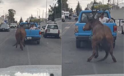¿Qué pasó con la mula maltratada en Puebla?, checa el final feliz