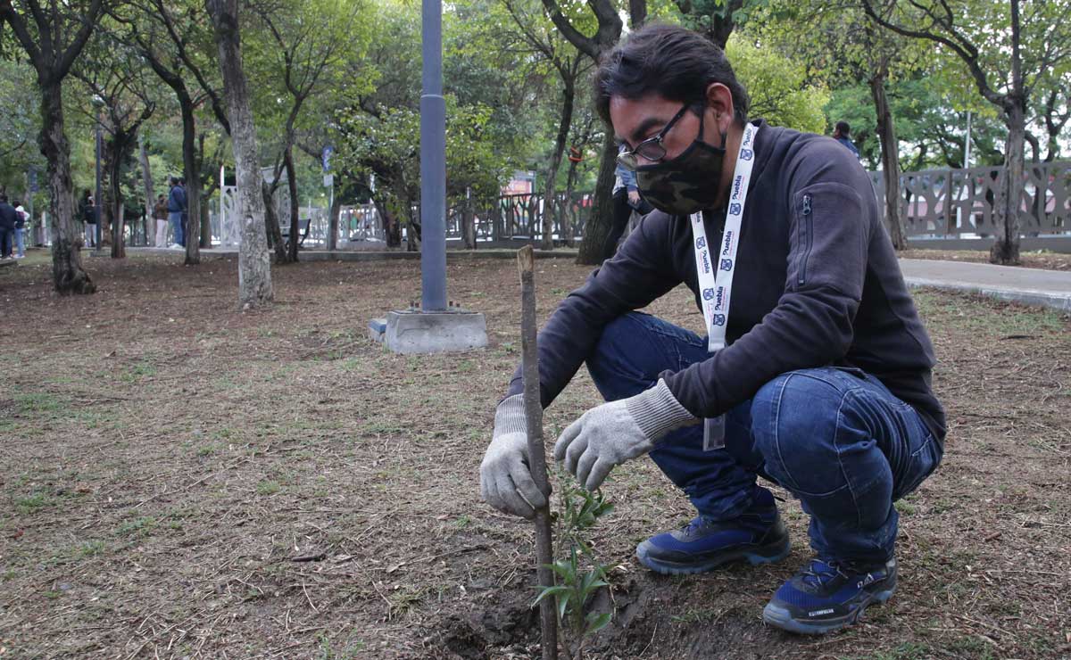 Ayuntamiento de Puebla sembrará más de 280 mil árboles en tres años