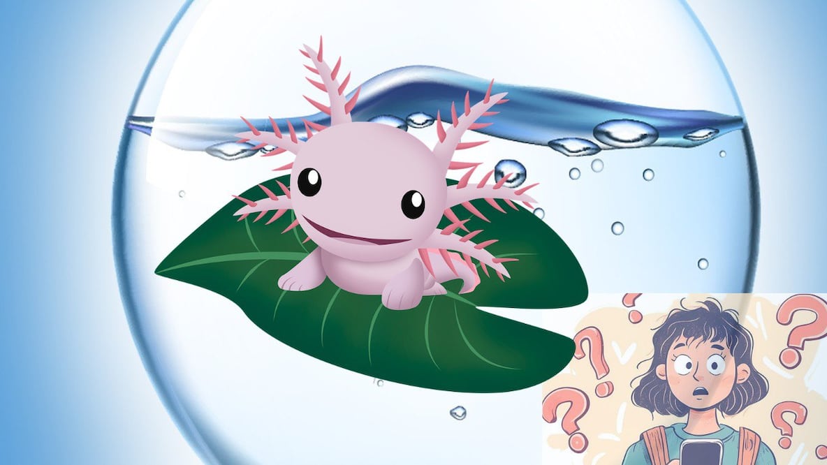 Si pensabas adoptar un ajolote, hay algo que debes saber antes