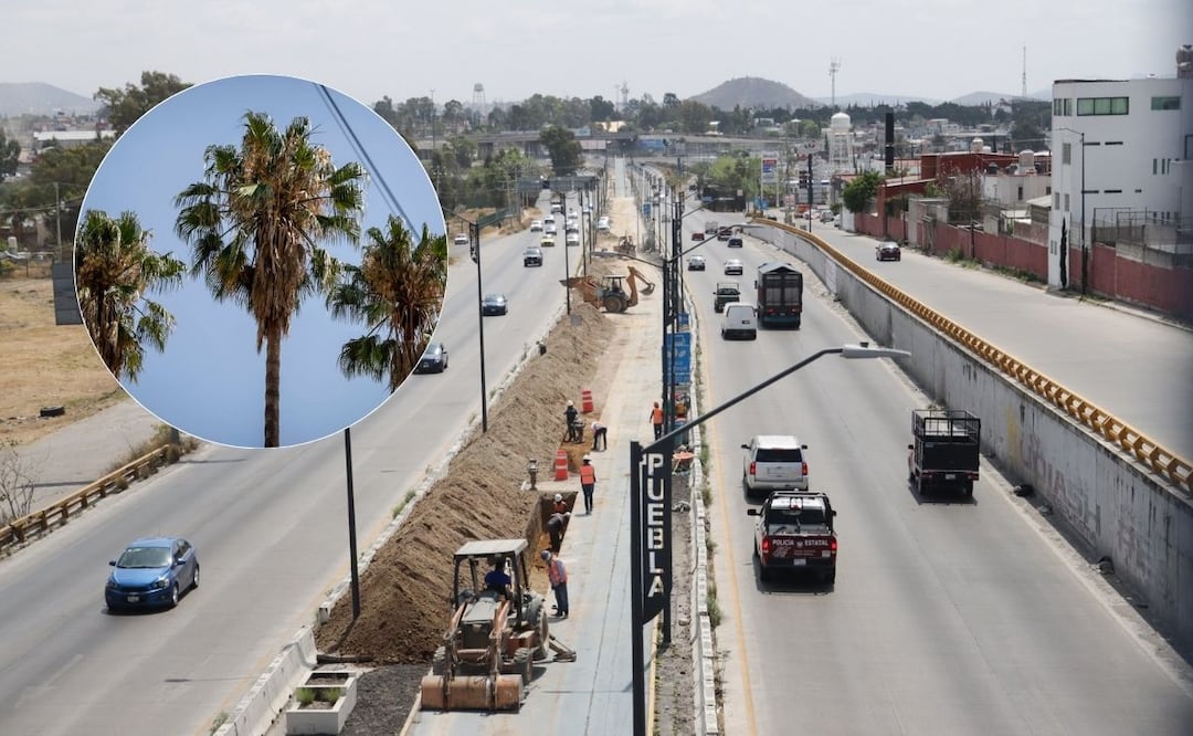 Los árboles, además de reducir la contaminación, ayudan con el estrés | Foto: EsImagen