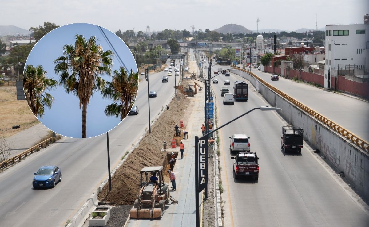 ¿Cuántos árboles hay en el Periférico Ecológico de Puebla?