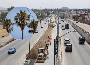 ¿Cuántos árboles hay en el Periférico Ecológico de Puebla?