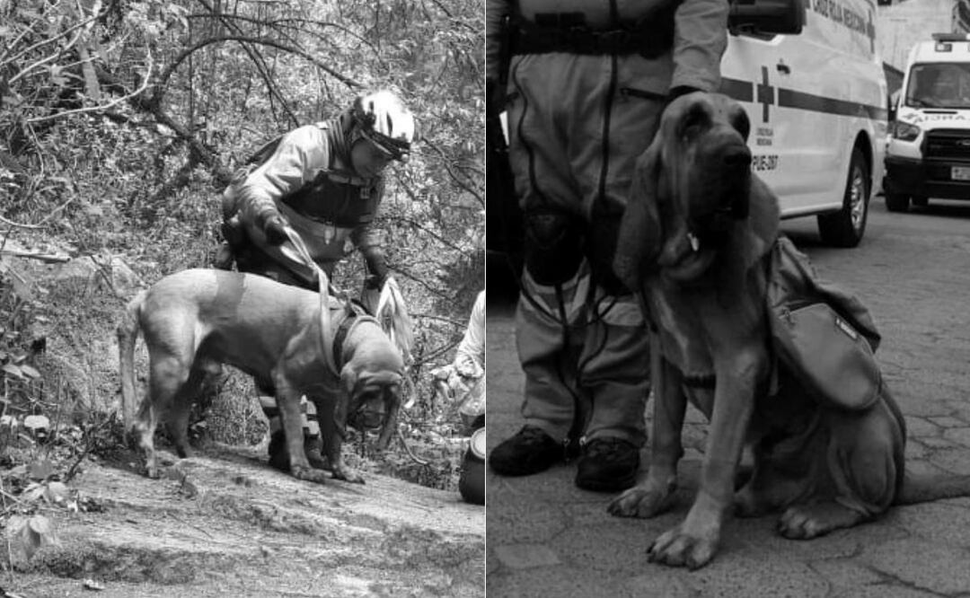 La Cruz Roja Puebla informó del fallecimiento del perrito rescatista Hunter | Redes Sociales